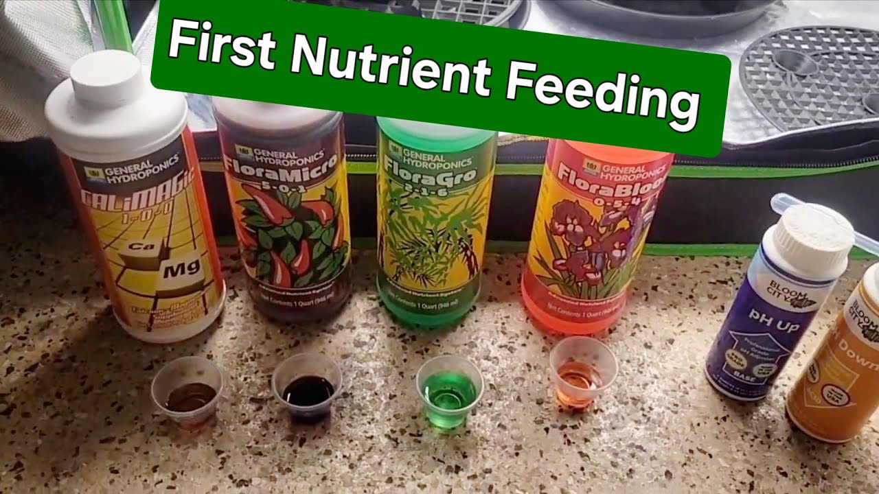 First nutrient feeding