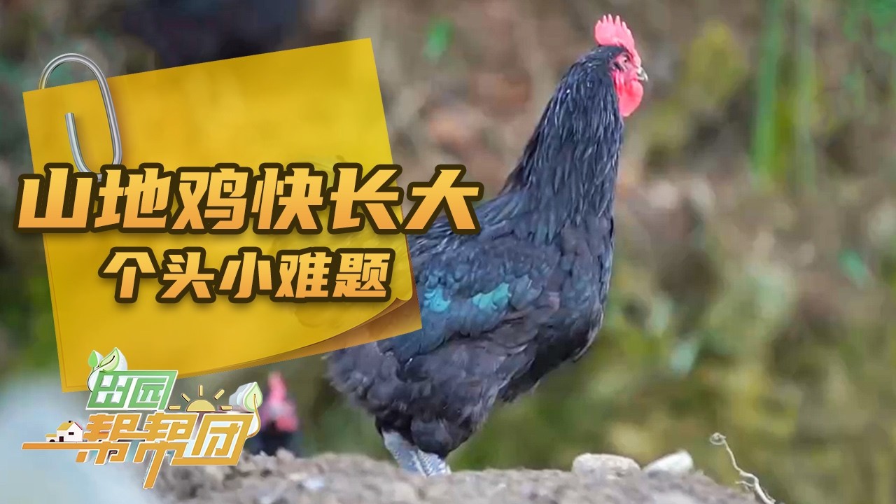山地鸡快长大 初次养殖是什么让她遭遇了前所未有的危机？解密个头小难题《田园帮帮团》 20260308 | 农业致富经 Agriculture And Farming