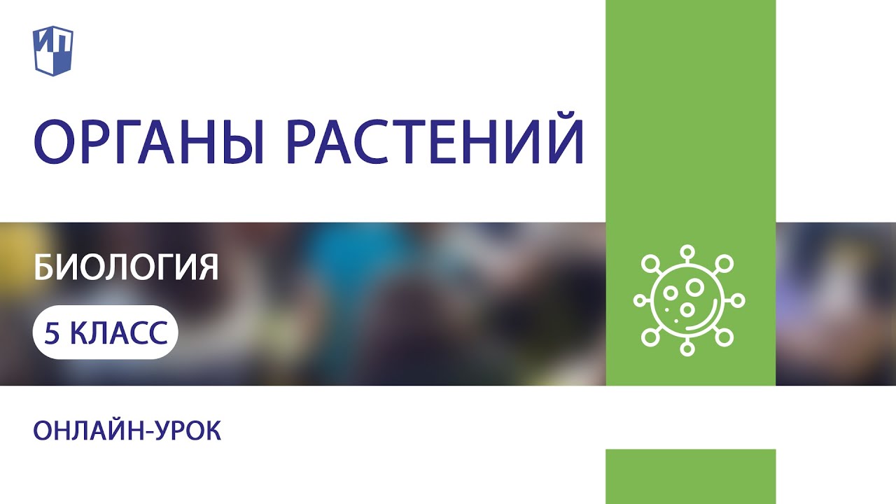Биология. Органы растений. Практика