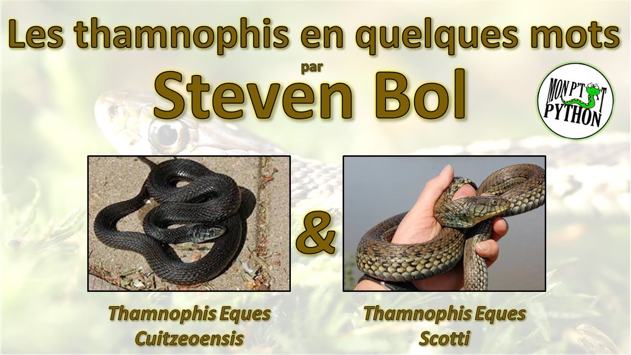 STEVEN BOL nous présente ses THAMNOPHIS EQUES CUITZEOENSIS / SCOTTI
