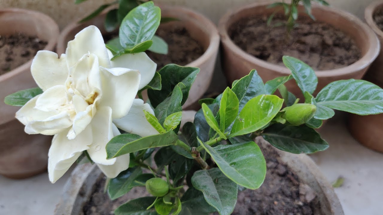 Get 300% More Flowers In Your Gandhraj Plant / Gardenia Flower - गंधराज में आयेंगे बहुत सारे फूल