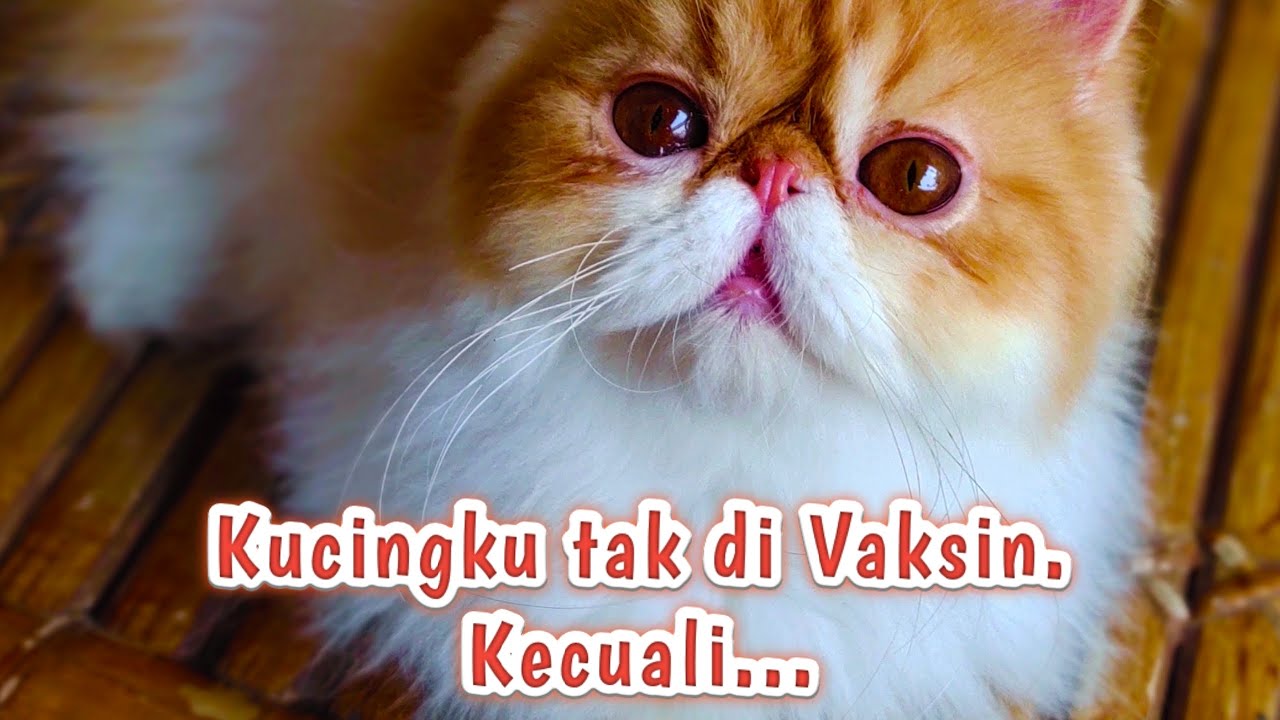 Tentang PENTINGNYA Vaksinasi Kucing dan Melihat Detail Isi Buku Vaksin. Bagaimana kalau ngga vaksin?