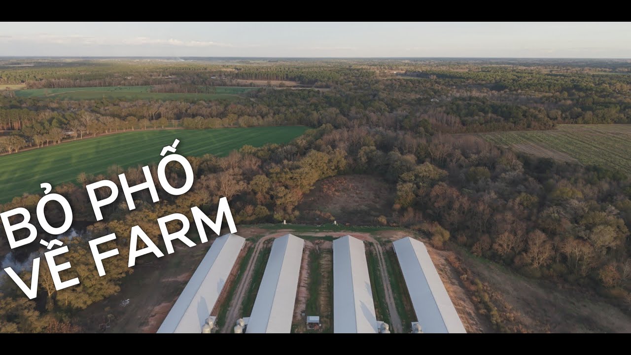 Bỏ phố về quê – Một ngày yên bình trên farm ở Mỹ | Hội Quê Mỹ Vlog
