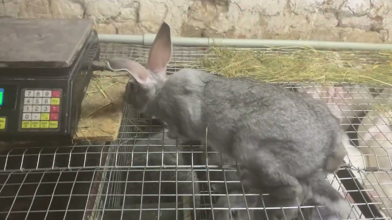 Які прирости у 2 місяці! Термон плюс Шиншила !