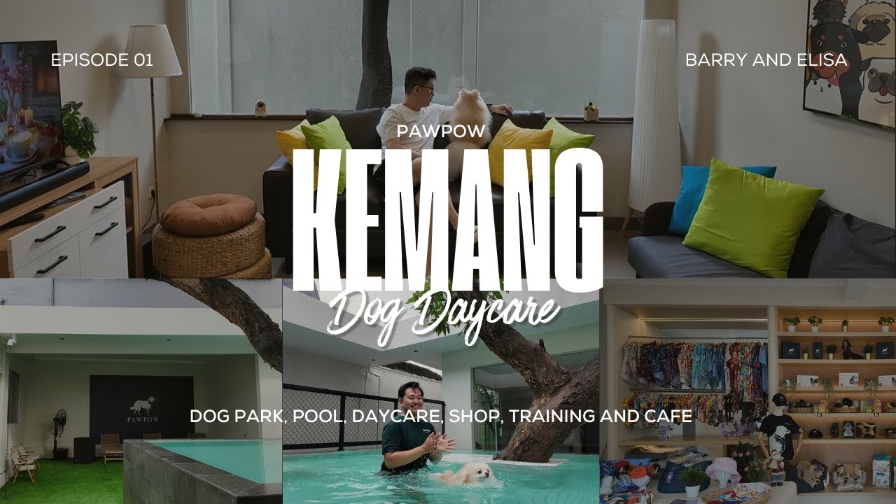 first time anabul berenang | dog daycare, park, pool & cafe | PAWPOW Kemang Jakarta