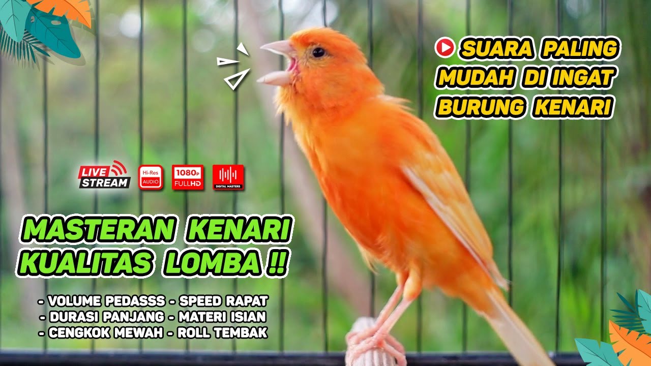 Kenari GACOR‼️ Masteran Burung Kenari PAUD dan Pancingan Kenari MACET BUNYI (EPISODE  1564)