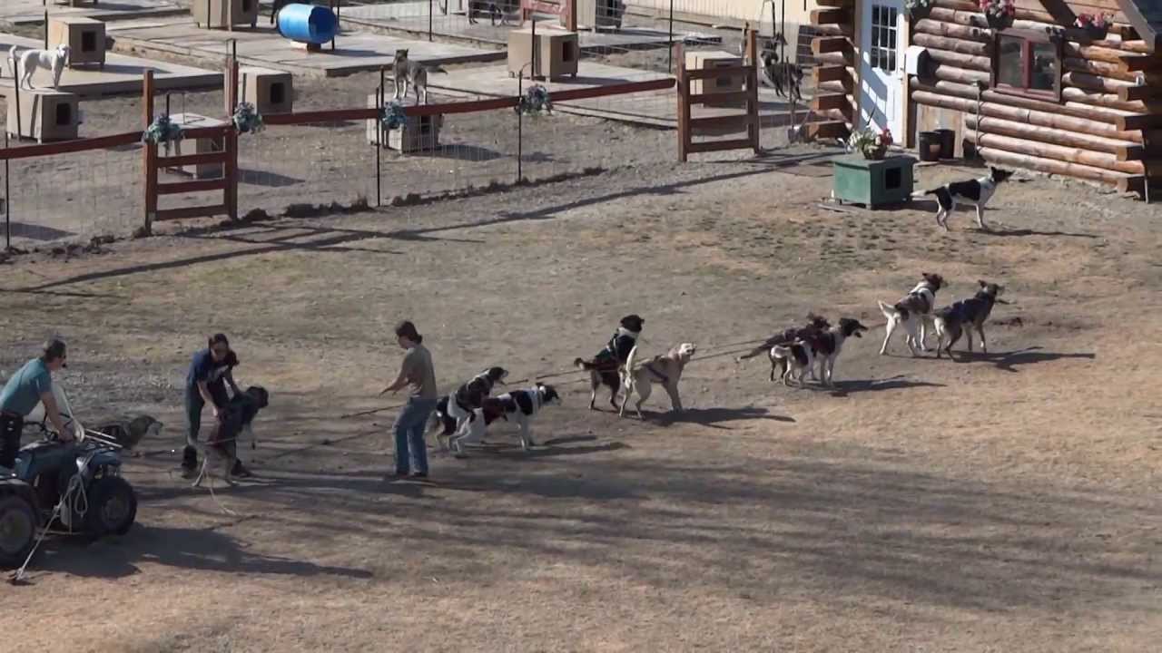 Iditarod Dog Sled Race Team Training