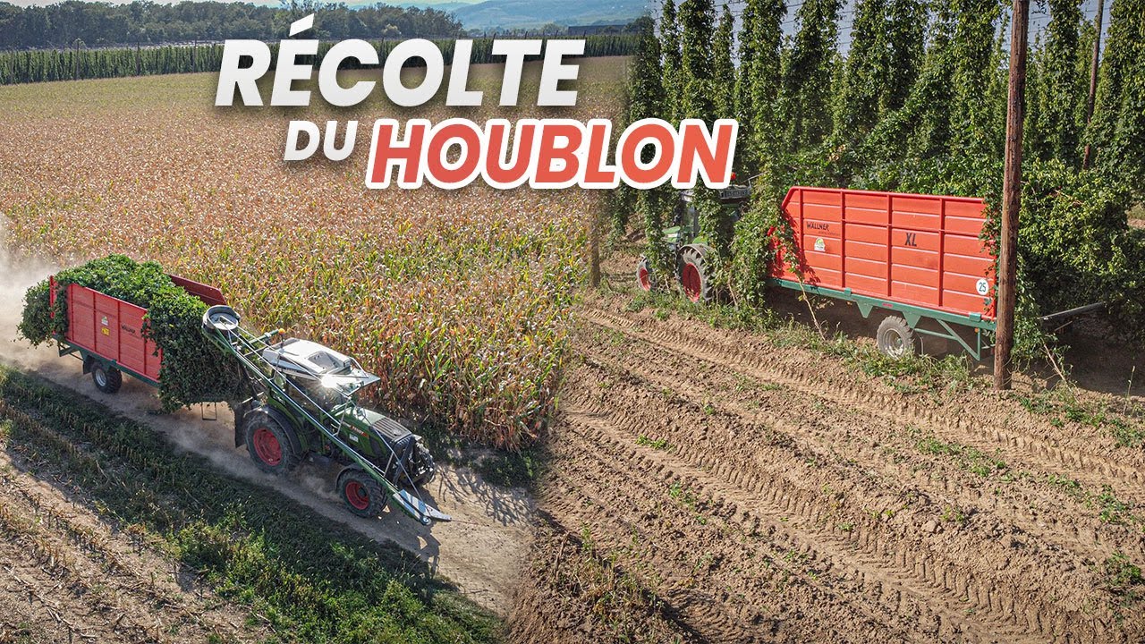 🥨 R&eacute;colte du Houblon en Alsace 🤩| 2x Fendt 210 | LEGTA