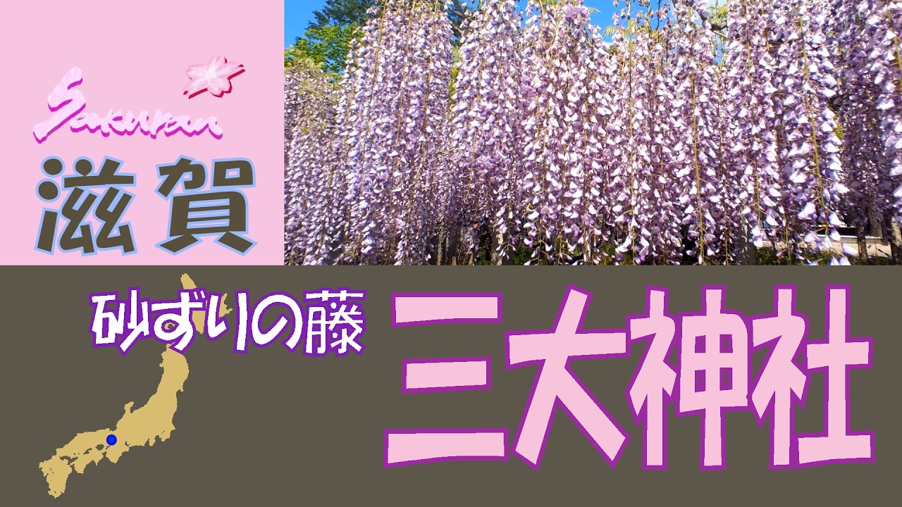 【 砂ずりの藤☆三大神社：滋賀】三大神社には藤の穂が地面に着くほど長くなると云われる「砂ずりの藤」が毎年4月下旬から5月上旬に素晴らしい花を咲かせています。びわ湖観光の際は是非お立ち寄りください。
