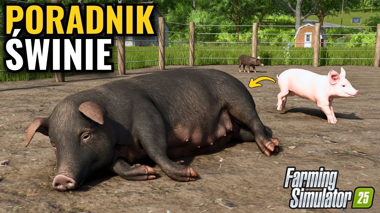 ŚWINIE w Farming Simulator 25 🔥 kompletny PORADNIK hodowli