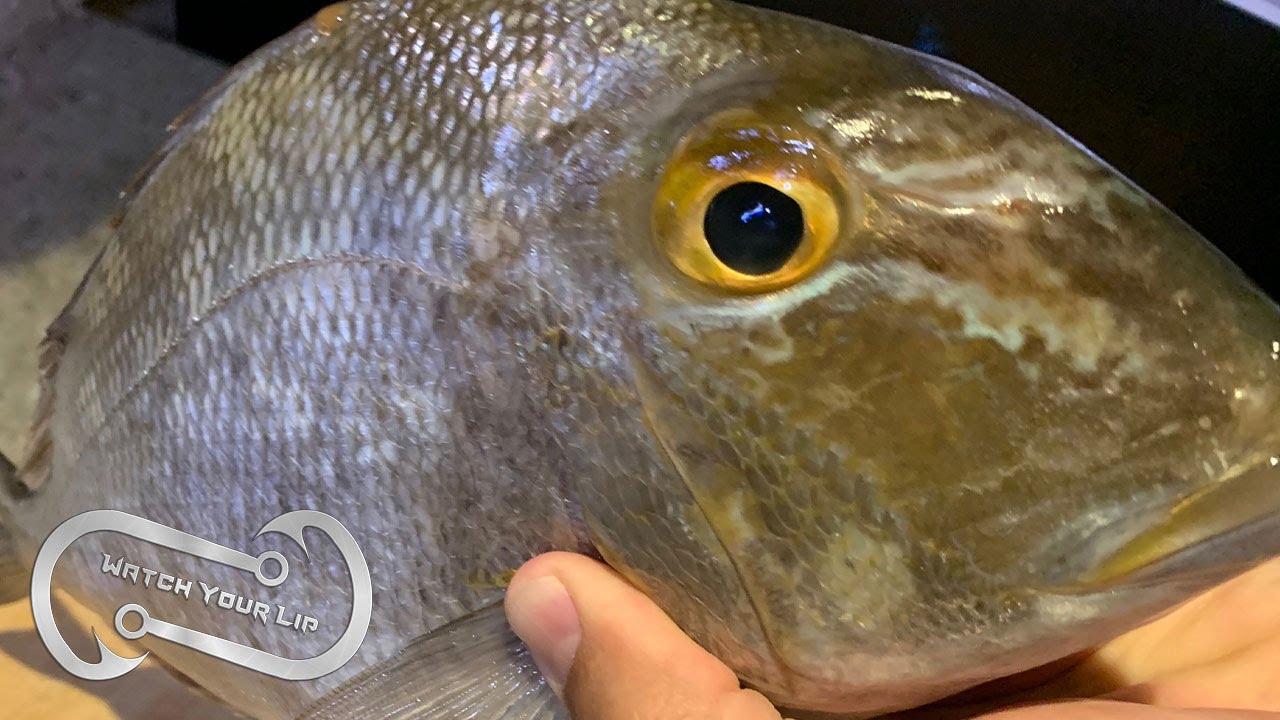 Поймать морского окуня, приготовить и съесть.