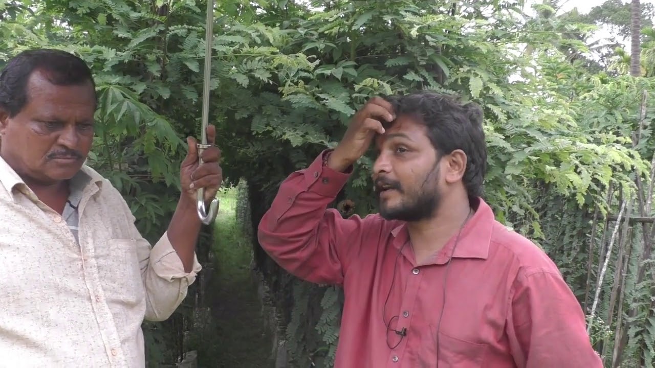 The Tamarind Tree: Its a money-bearing tree, Its not a ghost tree. (Nature itself a god)