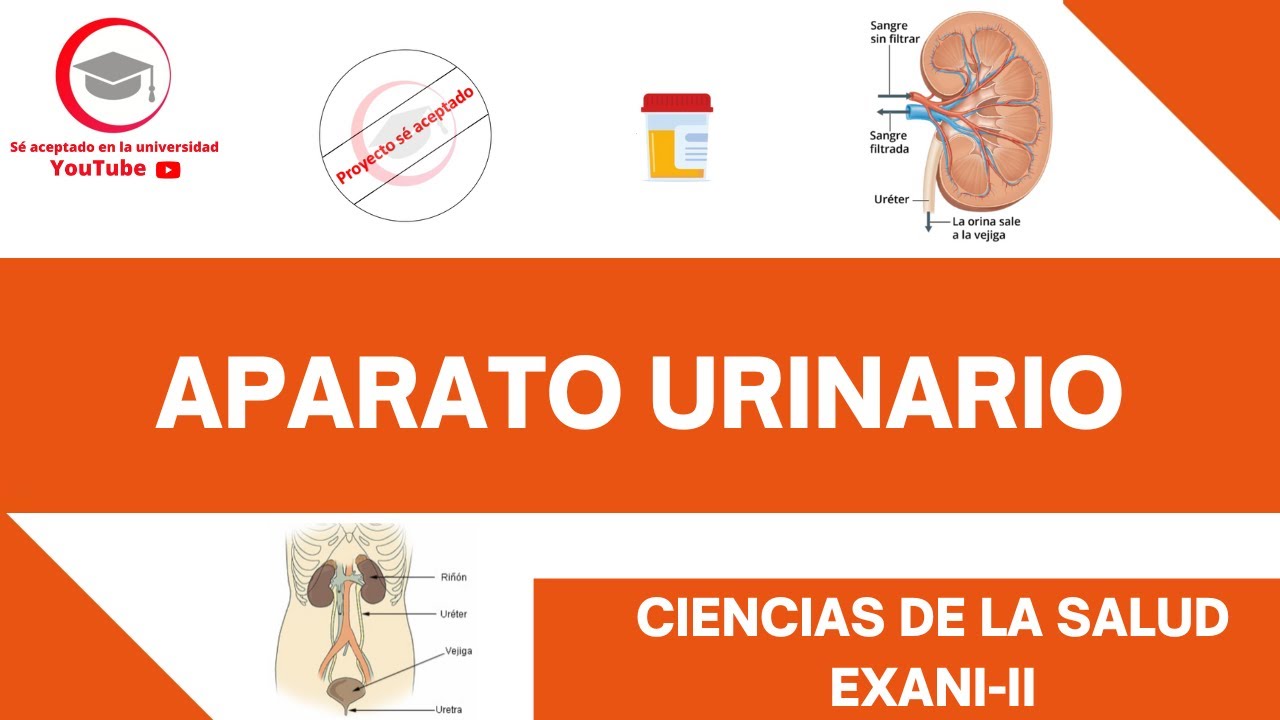 APARATO URINARIO (ESTRUCTURA Y FUNCIONES BÁSICAS) | CIENCIAS DE LA SALUD | NUEVO EXANI-II 2024