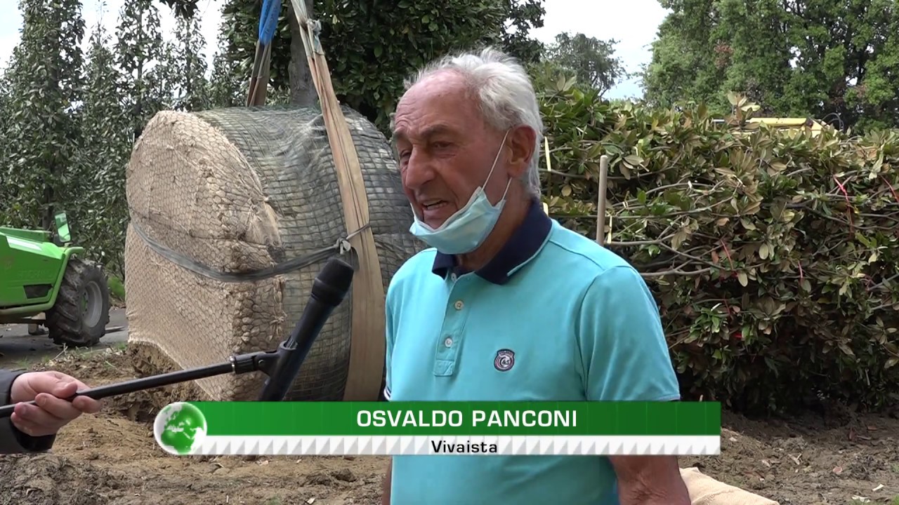 UNA MAGNOLIA RECORD IN PARTENZA DAI VIVAI PANCONI DI PISTOIA