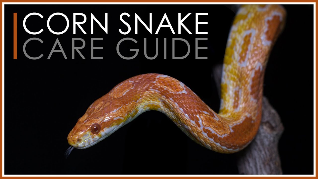 Complete Corn Snake Care Guide | 2018 Edition