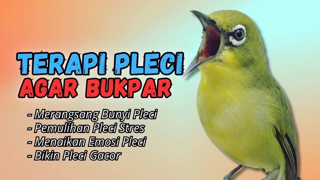 Semua Pleci Pasti Langsung Ikut Bunyi Ngalas - Terapi Pleci Agar Buka Paruh