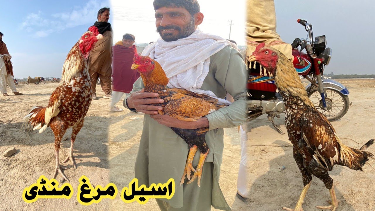 Aseel Murgh Mandi Mamo Kanjan||KAMLIYA ASEEL ROSTER||||ASEEL MURGH MANDI|| #aseelmandi @Azeemvillage