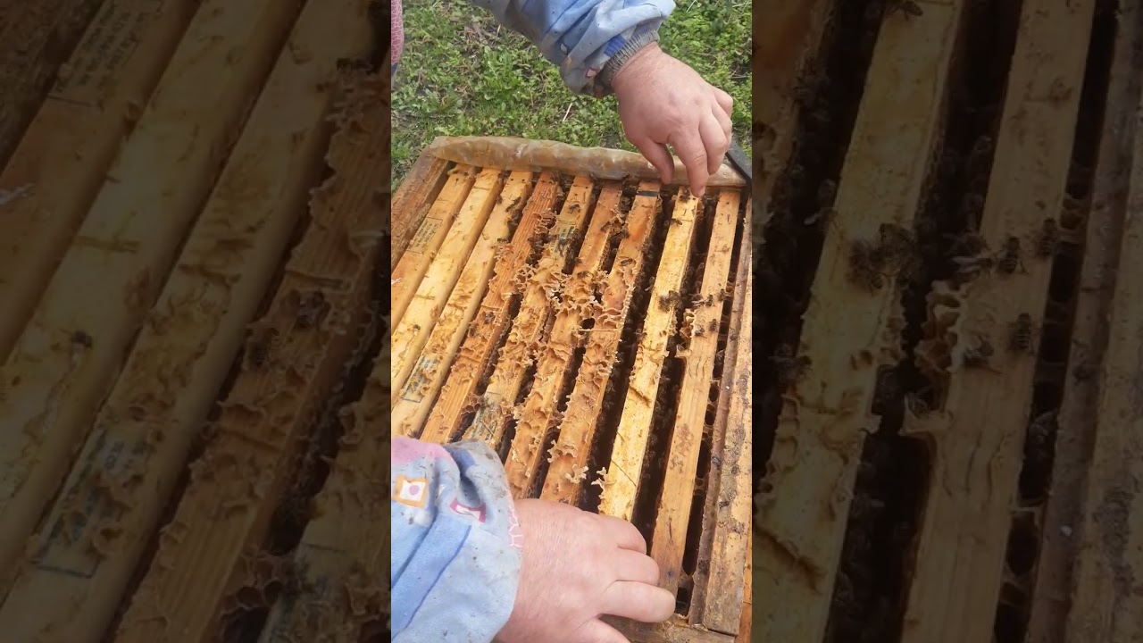 Една друга гледна точка,,Защо пчелите умират зимата