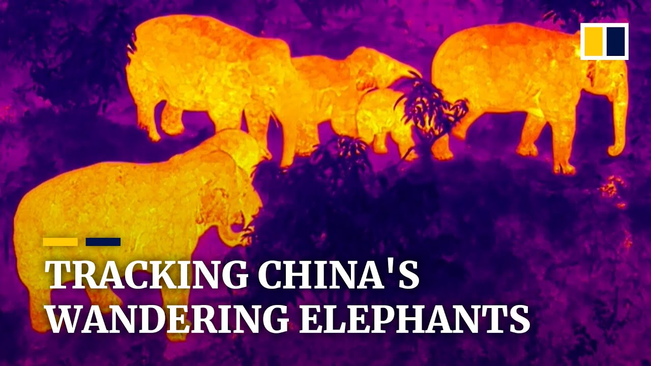 Tracking China's wandering elephants on their 500km journey across Yunnan province