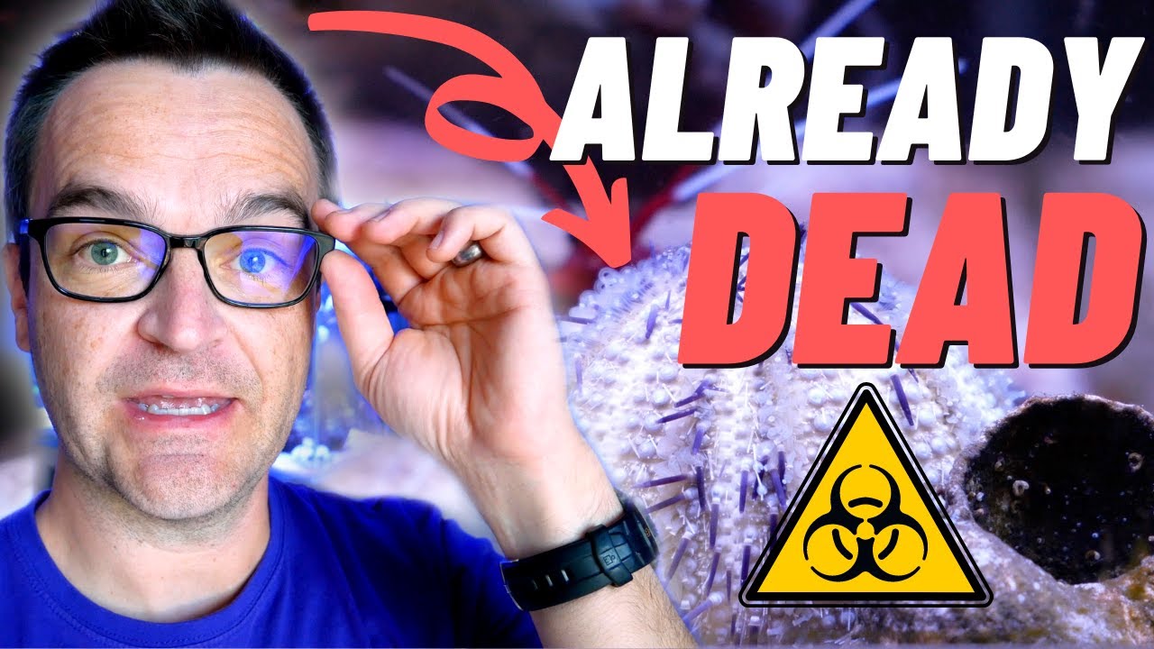 Dead Urchin, GHA Removal, Sick Anemone, & A Bristle Worm... The Gallery Episode 02