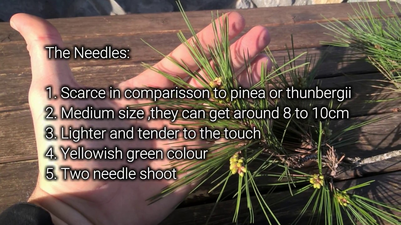 UCNC - CaseStudy - Pinus halepensis