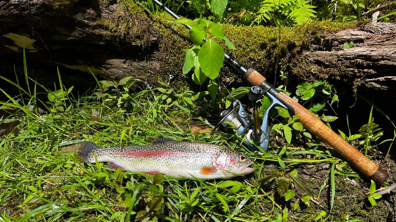 Catching And Cooking Trout On A Secluded Mountain River!