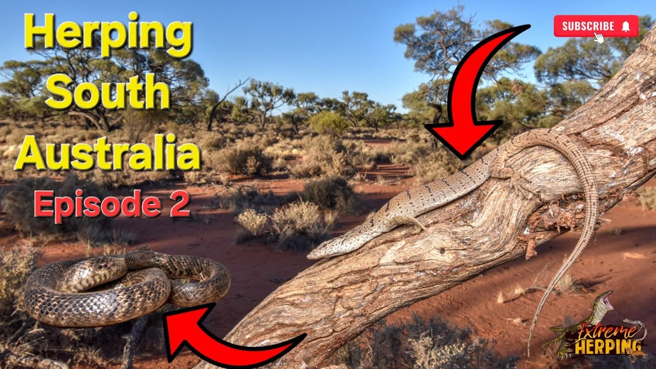 Herping South Australia Episode 2! 
