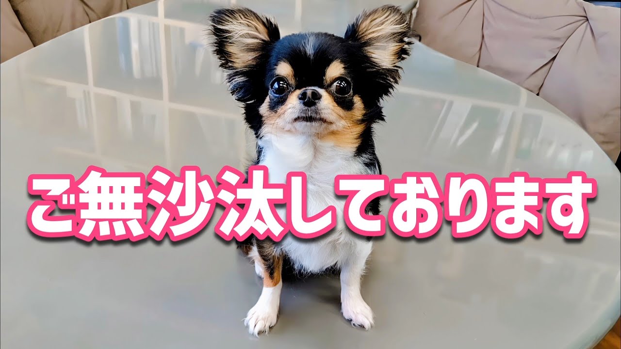 復活！お久しぶりになった理由＆チワワの夏の寝相4選など、ゆる～い動画で再開です！