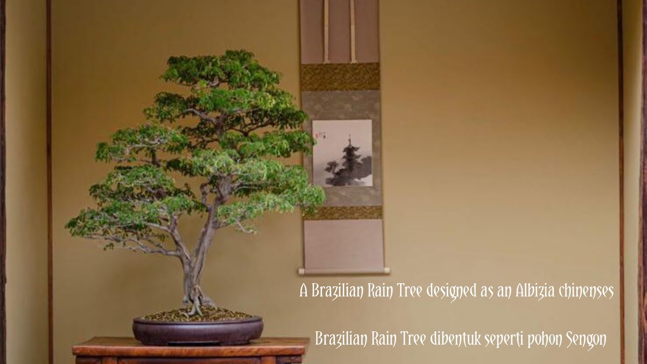 A brazilian rain tree designed as an Albizia/ Brazilian rain tree dibentuk seperti sengon