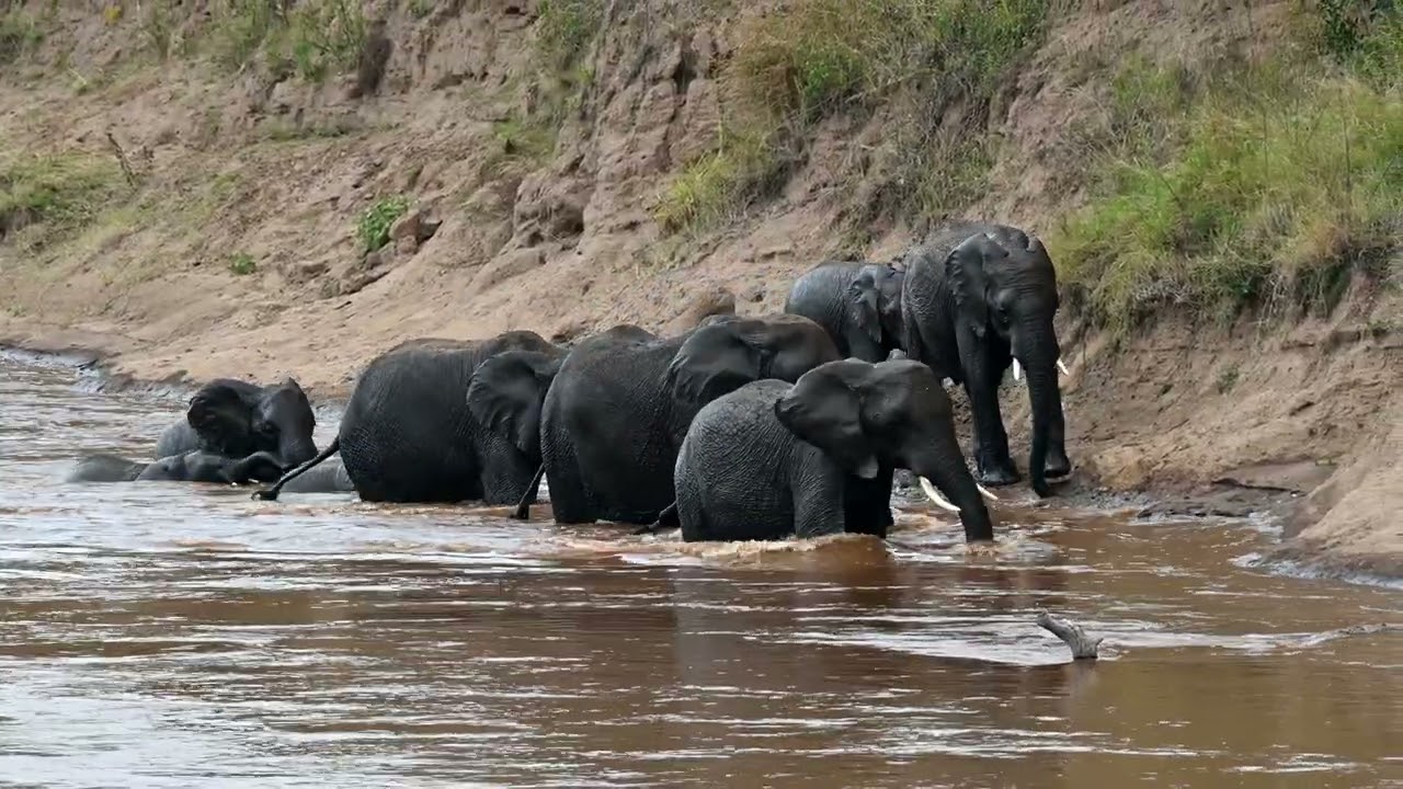 Elefanten-Flussquerung in der Masai Mara