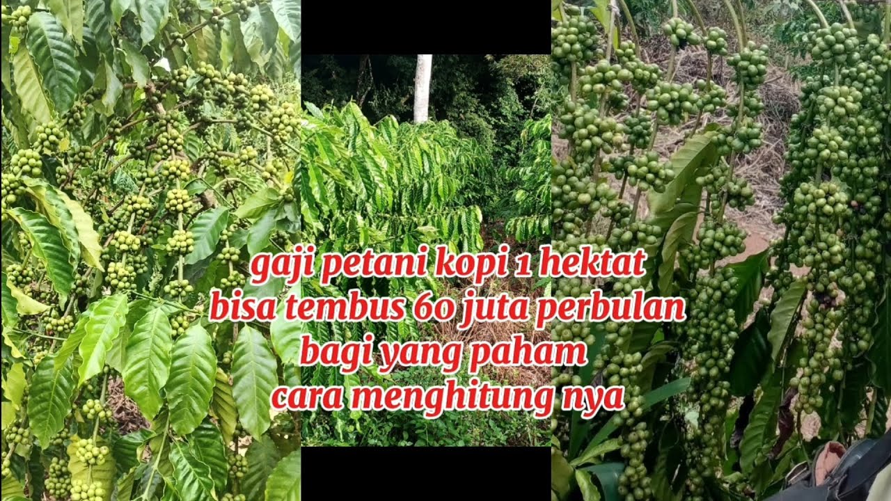 gaji petani kopi bisa sampai 60 juta perbulan. 