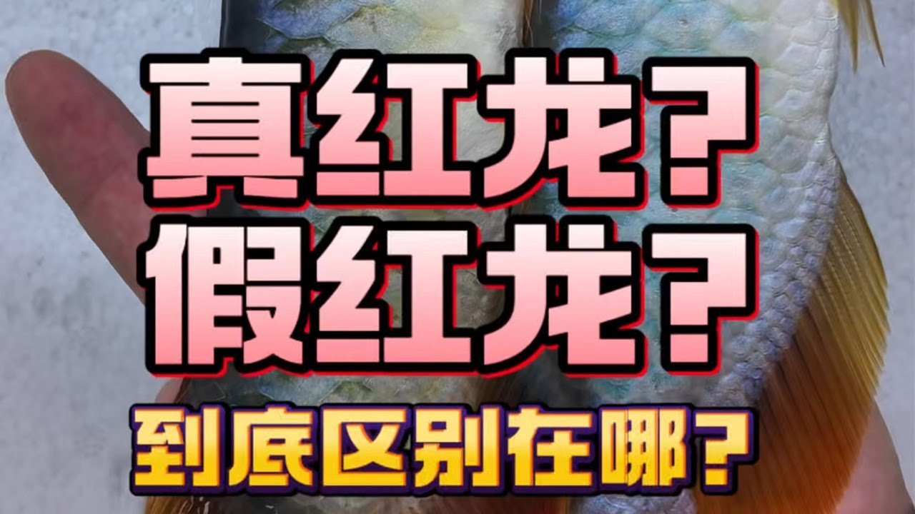 这期视频有点长，教你如何分辨真假红龙？新手小白请看完！