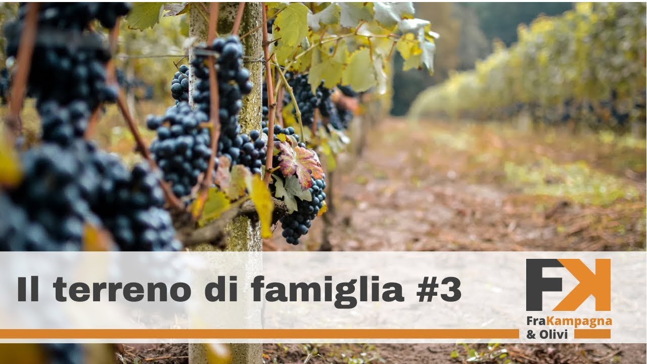 Vigneto a terrazzamenti, come fare?