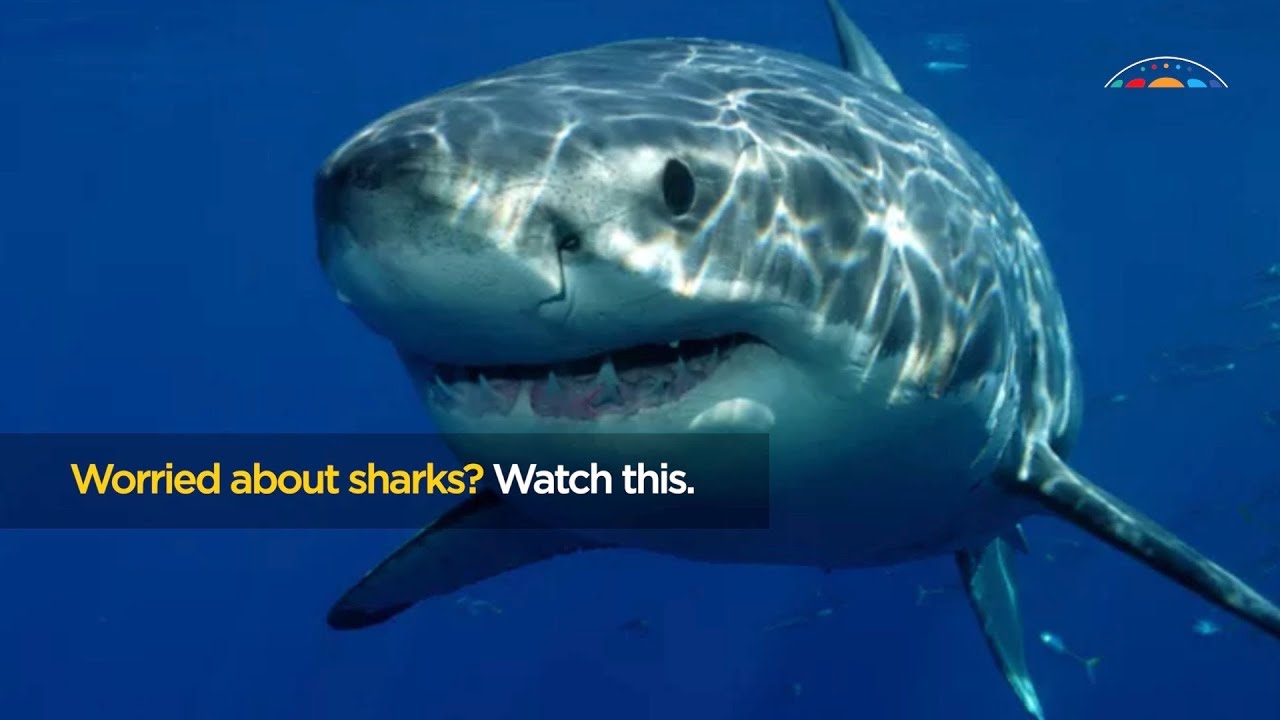 Shark Numbers