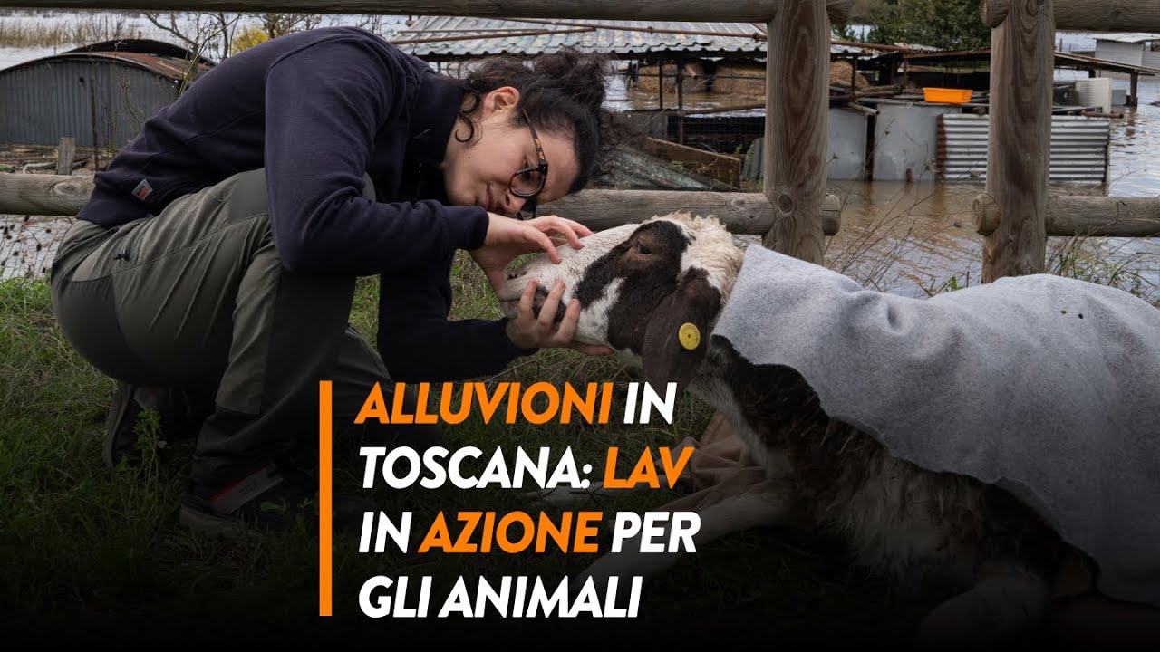 Alluvioni in Toscana: LAV in azione per salvare gli animali sommersi dall'acqua