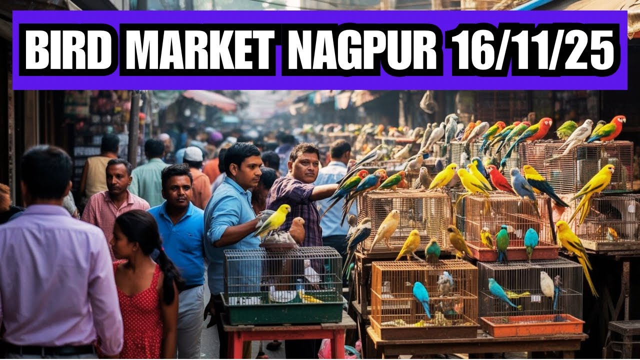 Bird Market Nagpur Today 16/11/25 | lakadganj Ka bird Market | Bird Sunday Market Nagpur ka