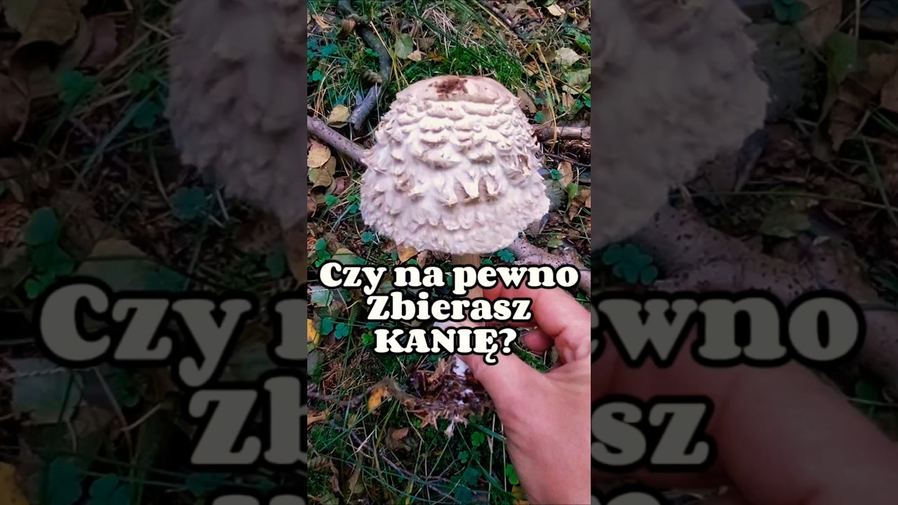 Nie pomyl kani z czubajnikiem ponurym #kania #grzyby #grzybyjadalne #kanie #mushroom #grzybobranie
