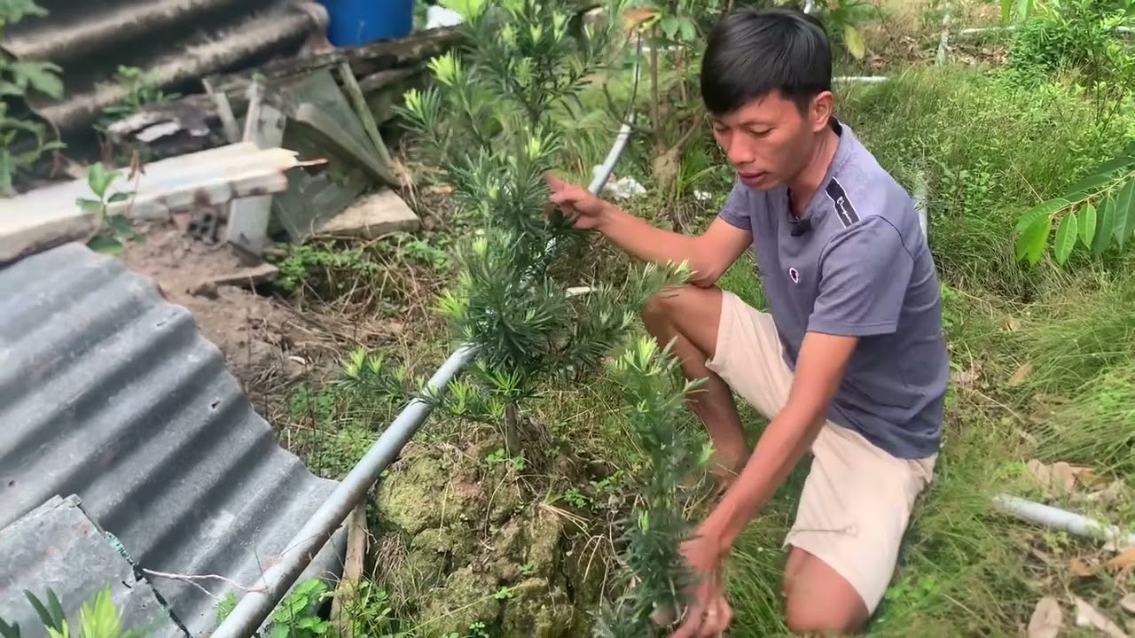 Tùng la hán giâm cành và chiết cành nên trồng loại nào | lh: 0979582872