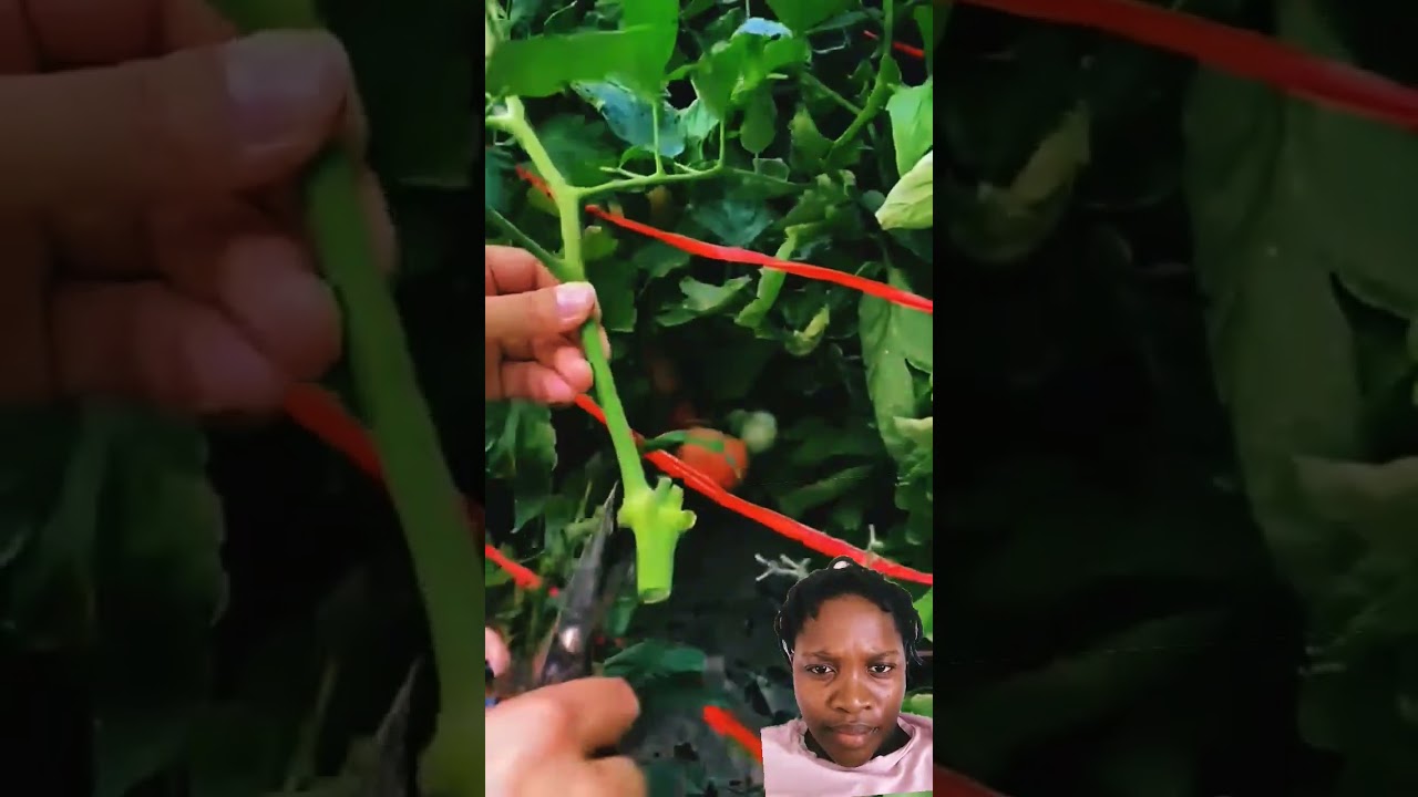 How to Grow Tomatoes the Easy Way!