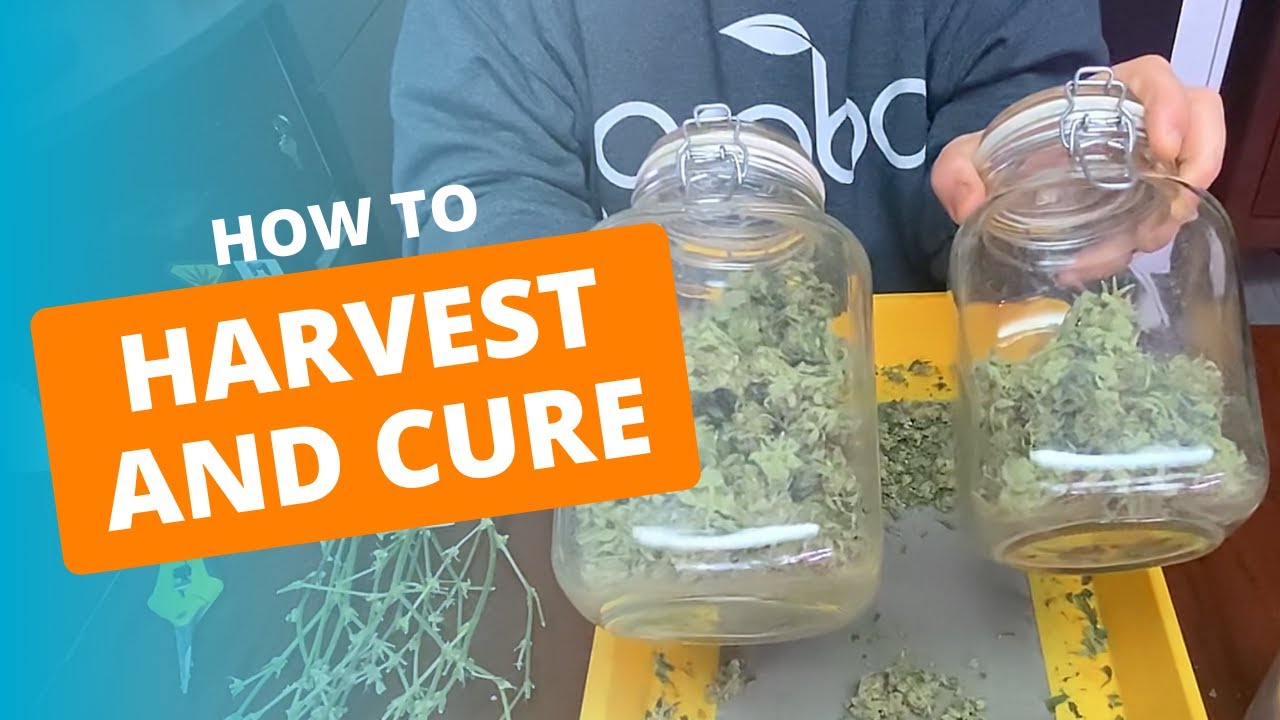 [How to] Cure Cannabis Quick and Easily