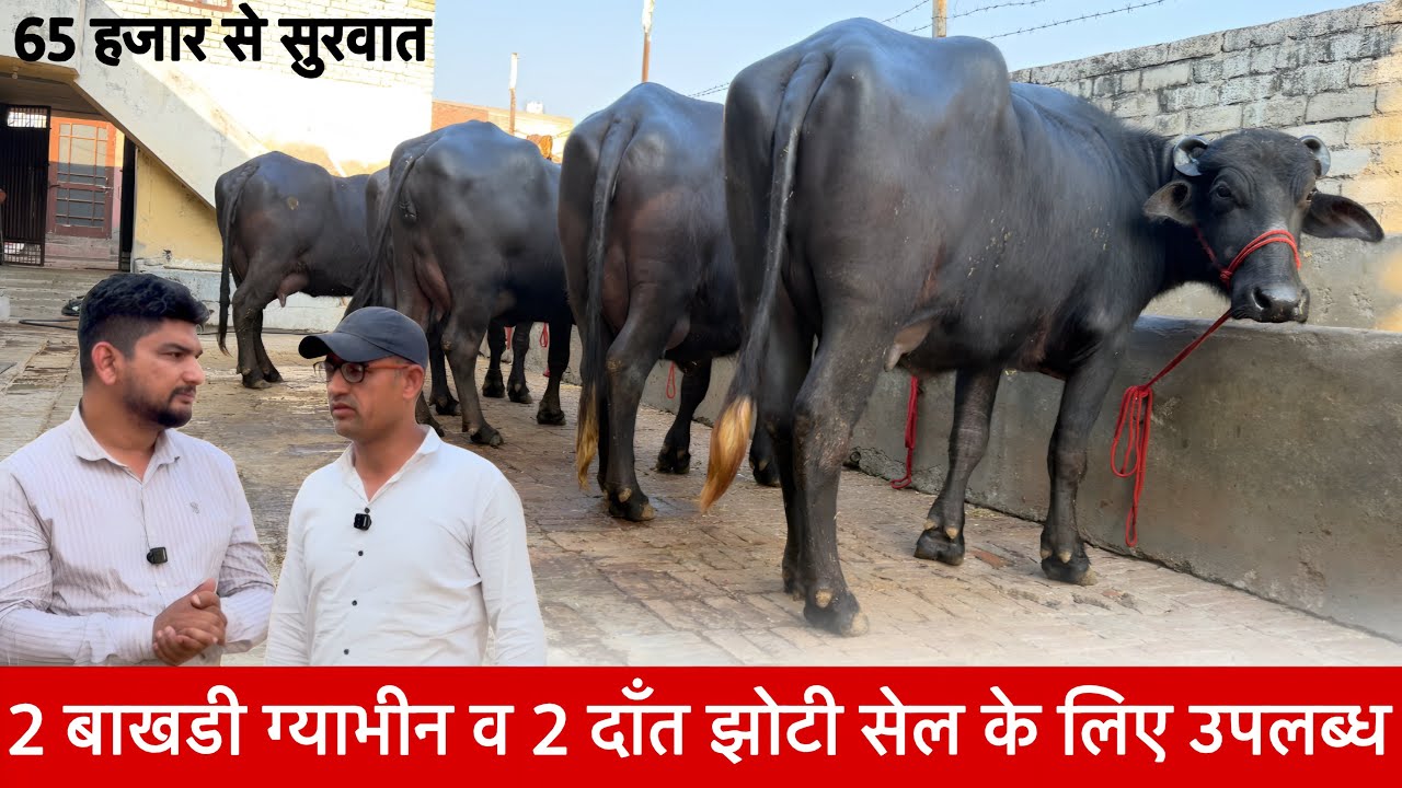 65 हजार से सुरवात 2 ग्याभीन बाखडी व 2 दाँत बडीया झोटी सेल के लिए उपलब्ध Pawan Bhai ✅