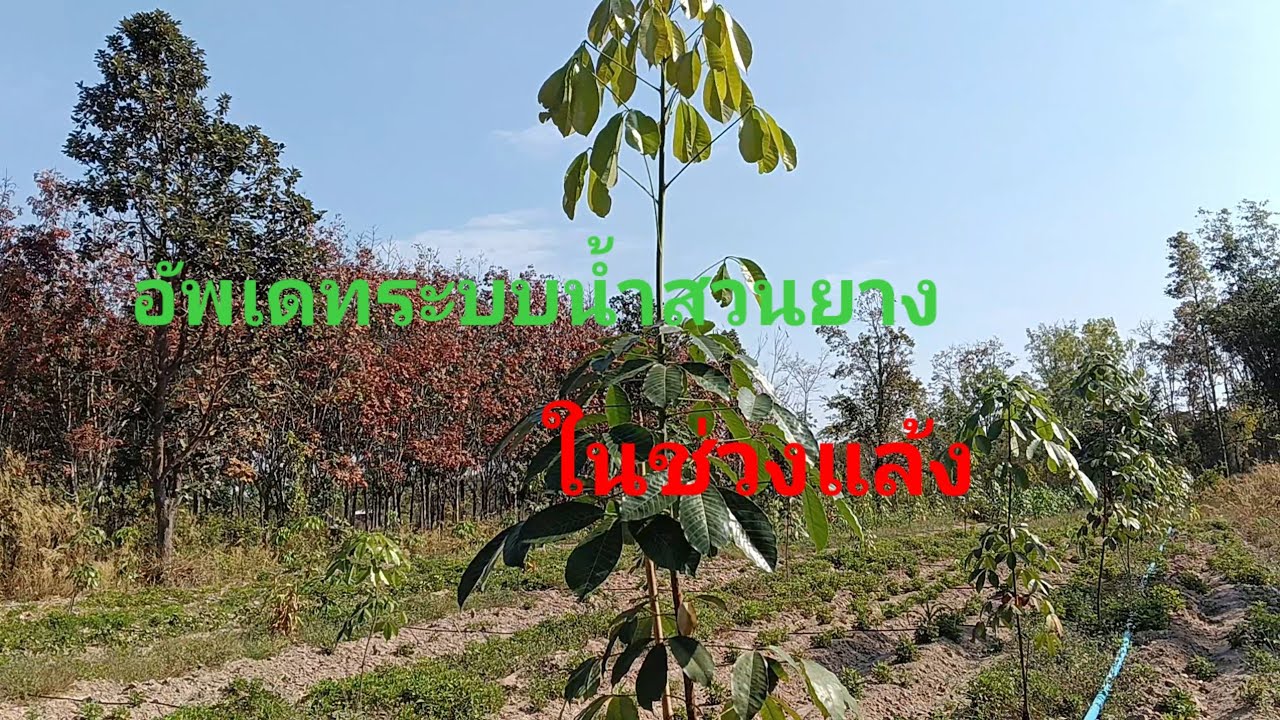 วิธีรดน้ำยางพาราปลูกใหม่