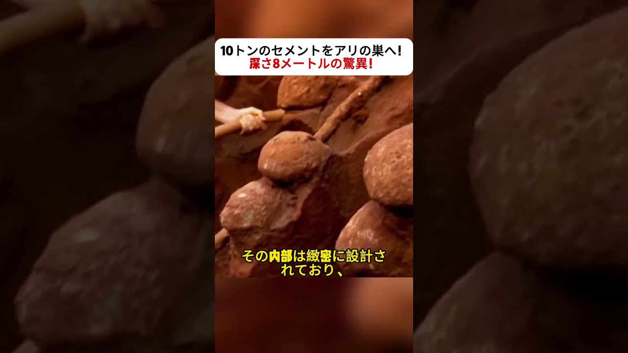 10トンのセメントをアリの巣へ！ 深さ8メートルの驚異！ #アリの巣 #自然の驚き #地下都市 #ハキリアリ #ドキュメンタリー