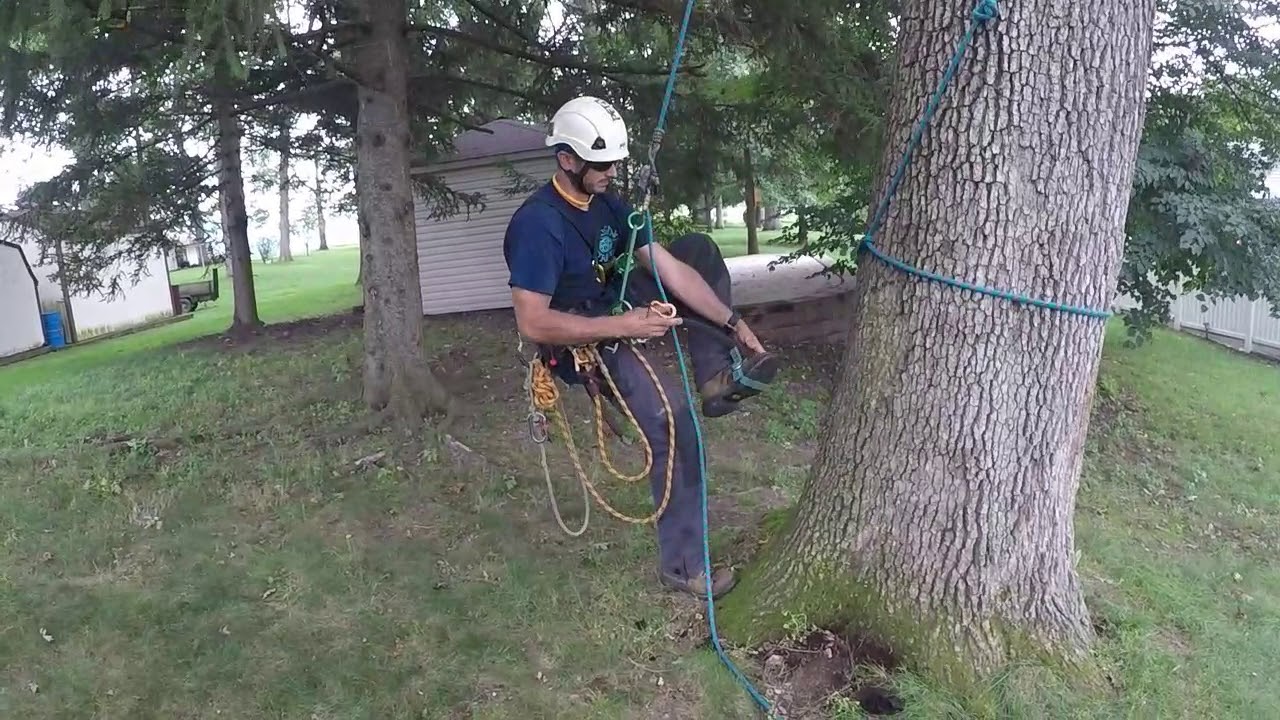Ascending a leaning tree