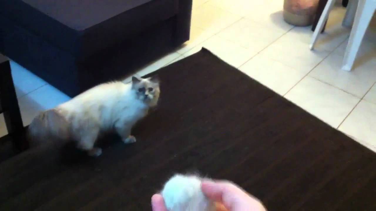 Gracie the cat plays fetch