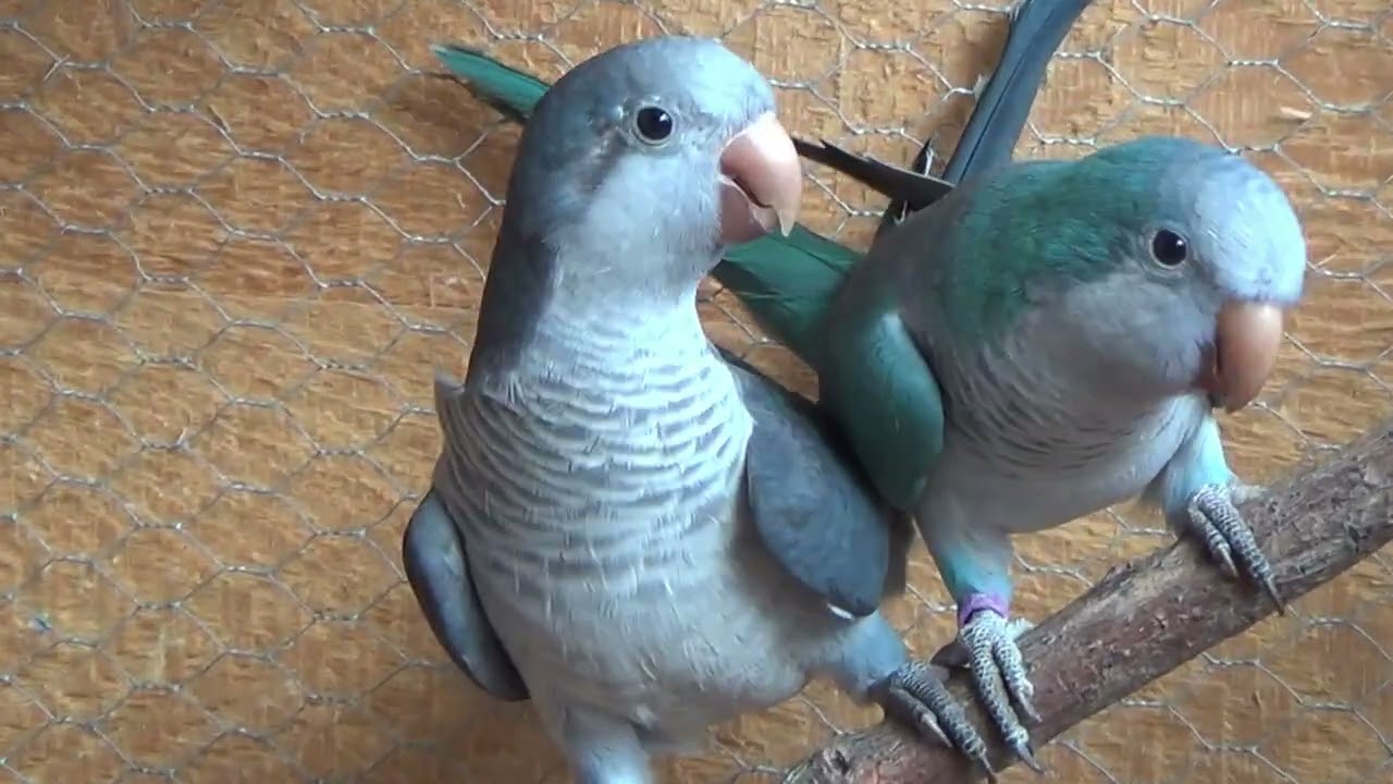 mnicha nizinna, mutacja niebieska i kobalt,Monk Parakeets,Myiopsitta monachus