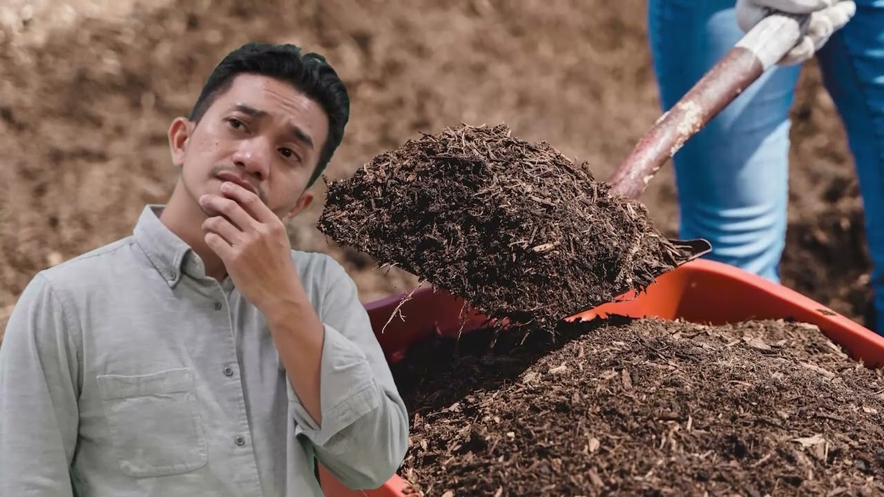 Budidaya Kopi Robusta