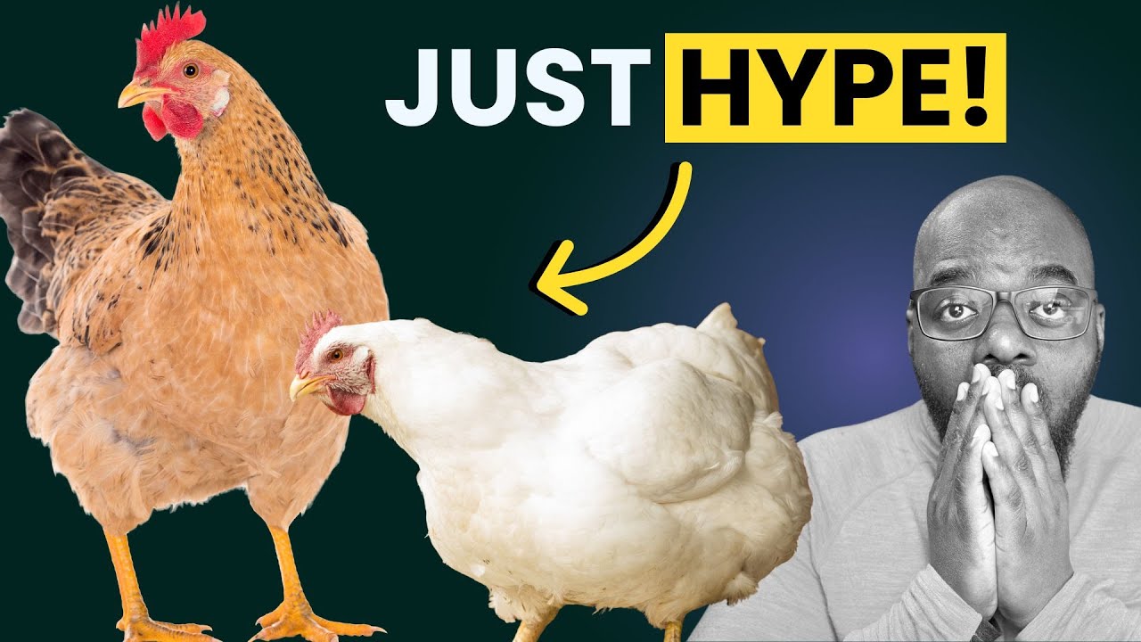Don't Fall For the Hype! Chicken Farming In Zimbabwe!