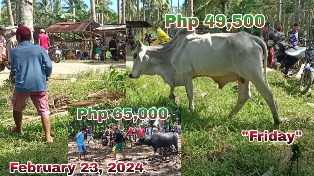Presyo Ng Baka At Kalabaw Aguada, Placer, Masbate - February  23, 2024 @KingSinangote