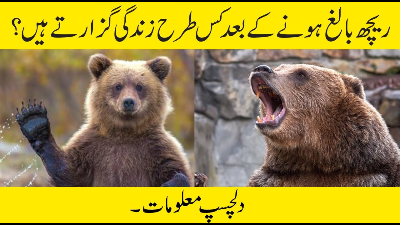 Interesting Facts About Bear in Urdu/Hindi || information About Bears || Bear Life Story